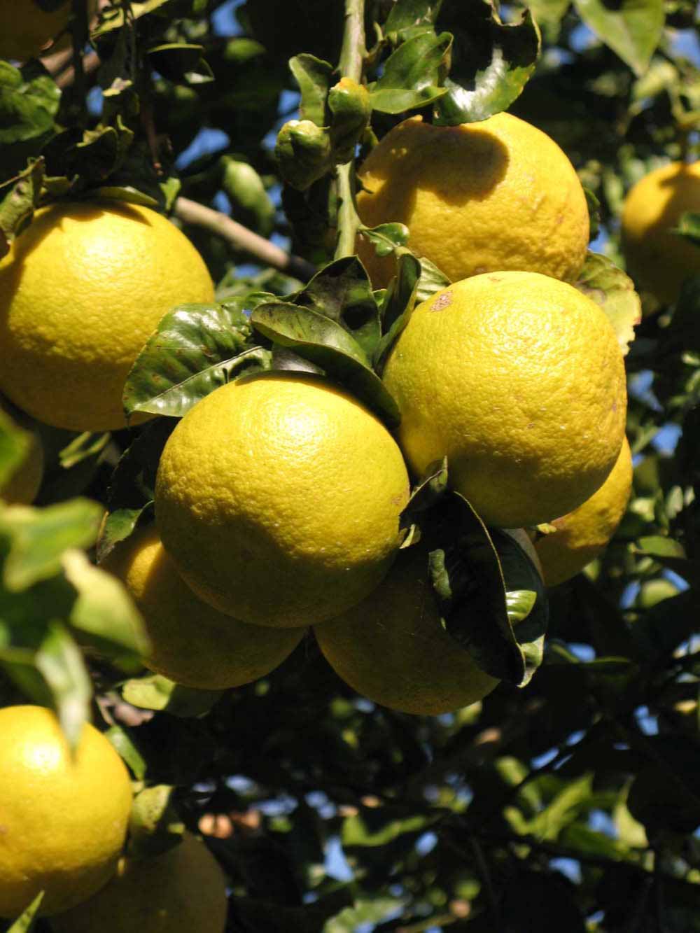              Fruit (Winter Haven, FL)       